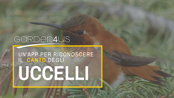 canto uccelli
