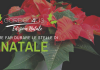 stelle di natale