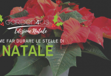 stelle di natale