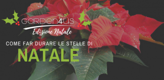 stelle di natale