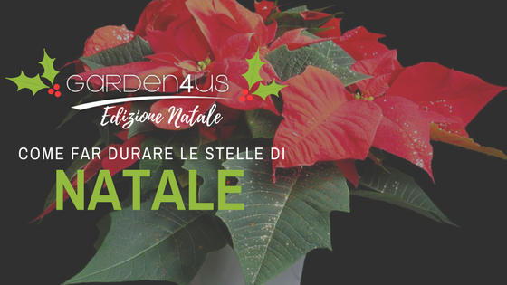 stelle di natale