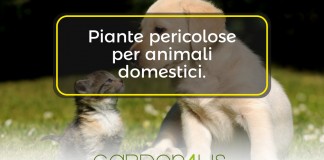 piante pericolose per gli animali domestici
