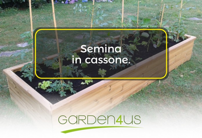 semina in cassone