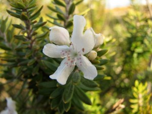 Fiori falso rosmarino