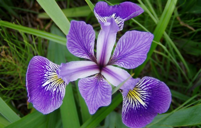 iris