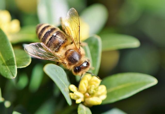 api e pesticidi divieto commissione europea