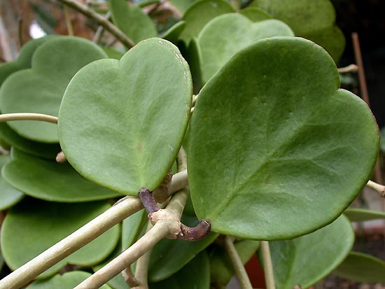 hoya foglia forma di cuore