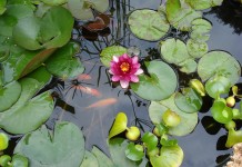 piante acquatiche laghi artificiali come coltivare piante acquatiche