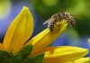 tutela delle api commissione europea api e pesticidi