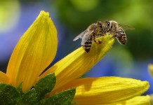 tutela delle api commissione europea api e pesticidi