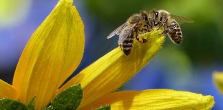 tutela delle api commissione europea api e pesticidi