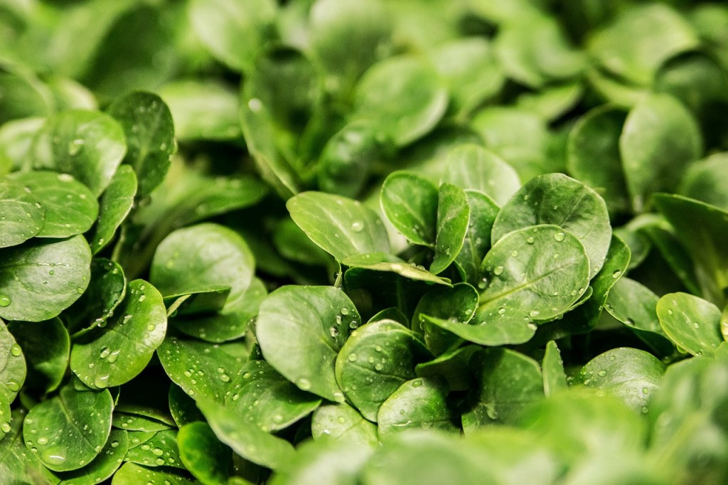 valeriana insalata ricetta da coltivare