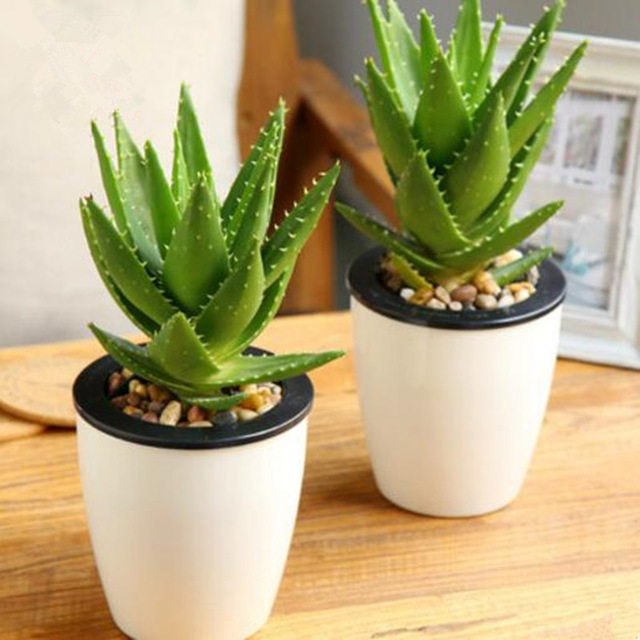 20-semi-di-fiori-In-Vaso-semi-di-Erbe-di-Aloe-vera-Bonsai-Piante-Giardino-Domestico.jpg_640x640