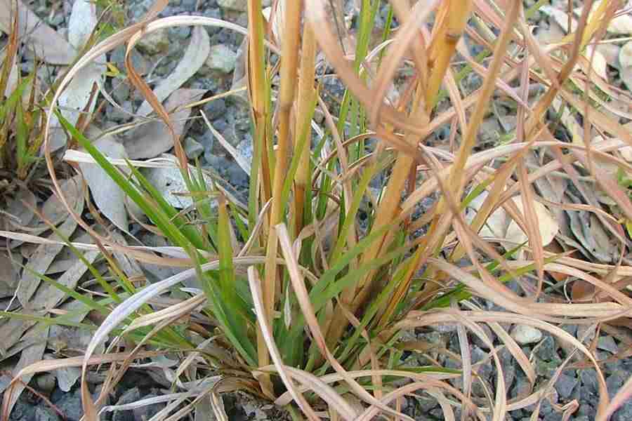 Andropogon virginicus erbaccia spontanea