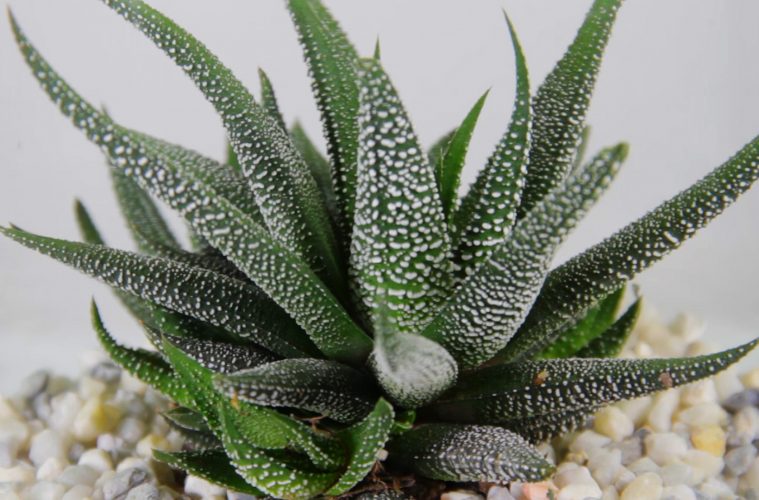 Haworthia pianta succulenta pianta da appaartamento