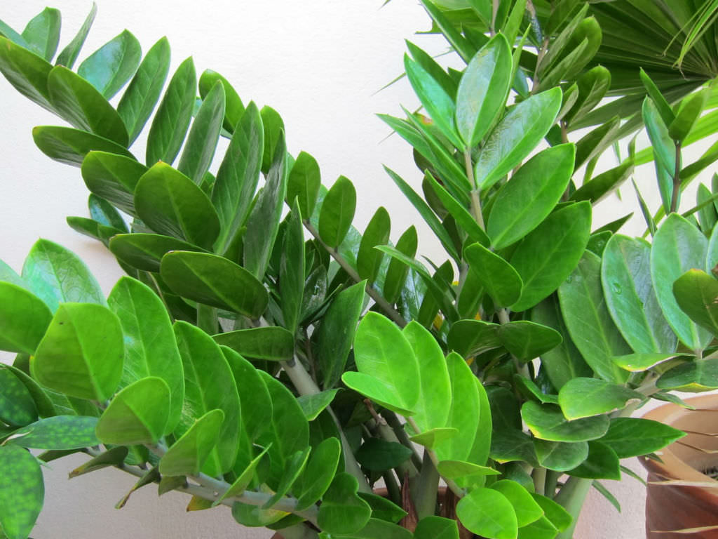 Zamioculcas-zamiifolia-pianta succulenta da appartamento