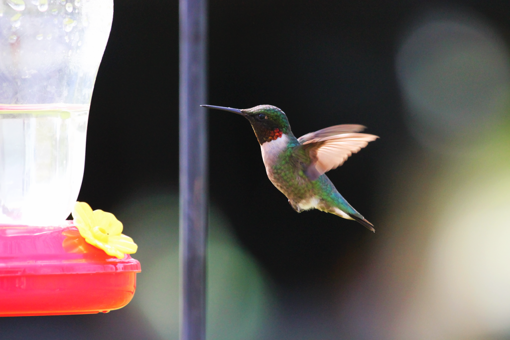 alimentatore per colibrì