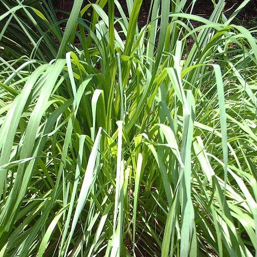 citronella contro le zanzare rimedio naturale contro le zanzare