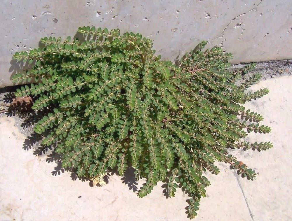 euphorbia-prostrata-ha-lrignanese1