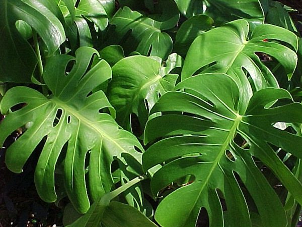 filodendro piante da appartamento pianta succulenta
