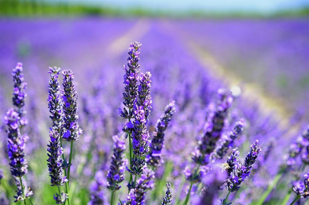 lavanda contro gli insetti rimedi naturali contro gli insetti