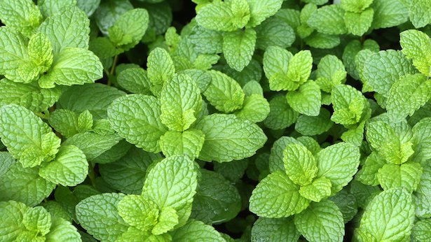 menta contro gli insetti repellente naturale insetti