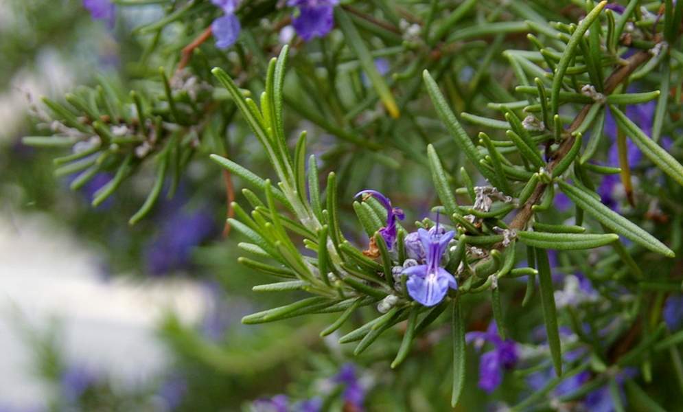 rosmarino contro gli insetti repellente naturale contro lgi insetti