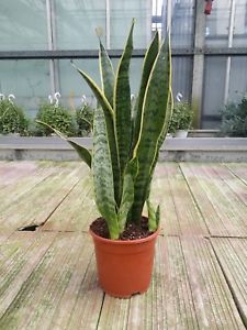 sanseveria pianta con poca cura pianta per arredamento pianta succulenta