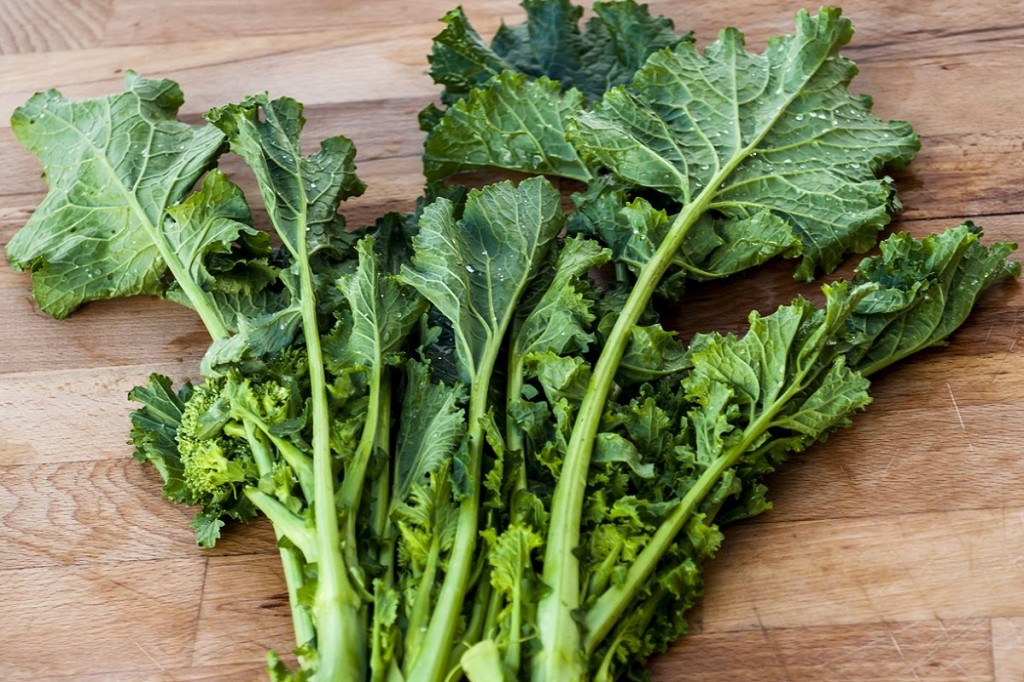 coltivare cime di rapa semina cime di rapa