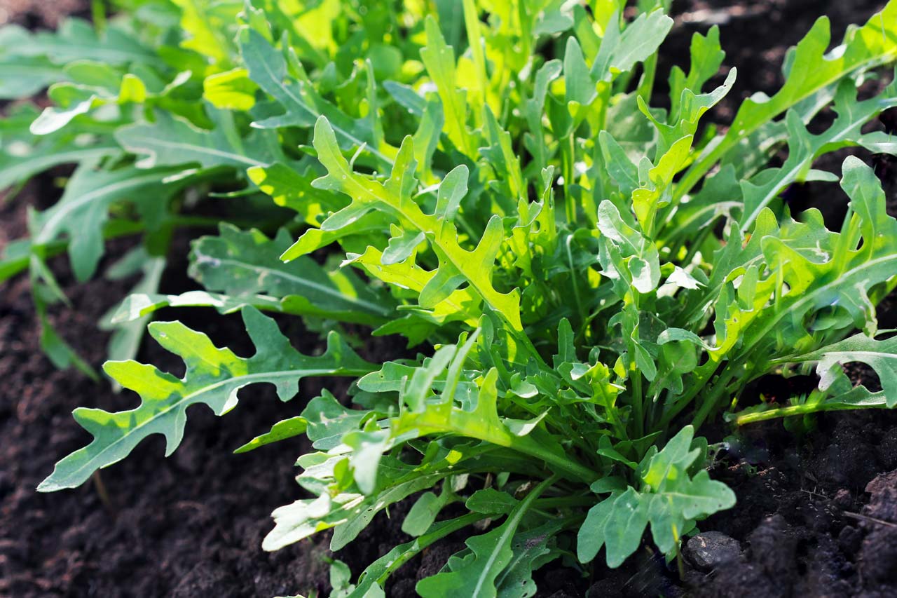 coltivazione rucola semina rucola raccolta rucola in orto