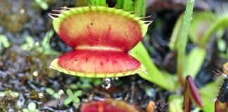 come mangia una pianta carnivora