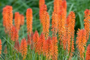 Kniphofia Fiore