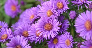 aster