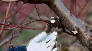 ramo di un albero potato