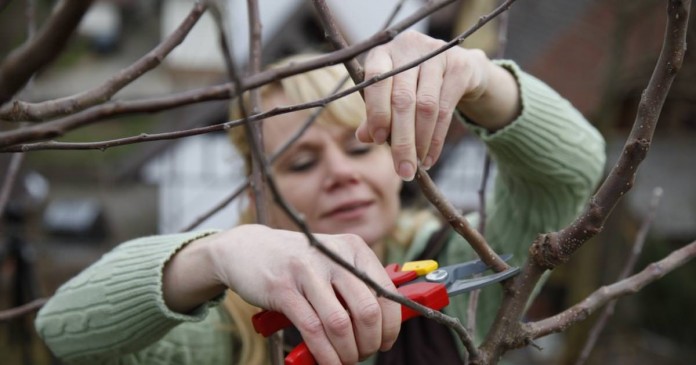 ragazza che pota albero