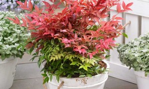 vaso nandina