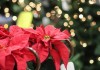 stella di natale vicino albero