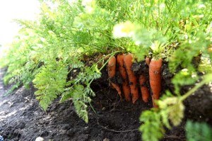 carota raccolta