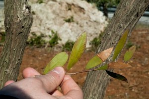 xylella