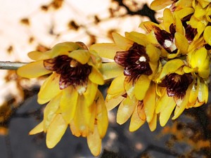 fiore di febbraio