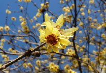 fiore giallo invernale