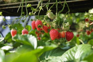 Piantina di fragole perenni in coltivazione