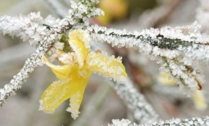Fiore giallo che resiste alla neve e al gelo