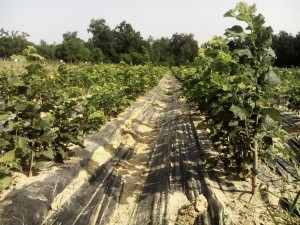 Fotografia con prato e coltivazione di noccioli