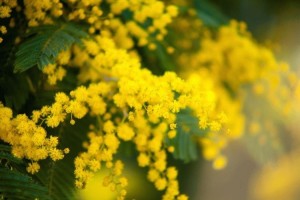 albero di mimosa