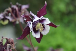 aquilegia