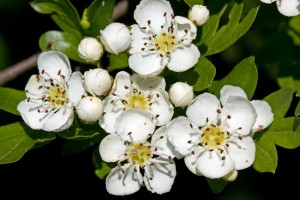 fiori di biancospino