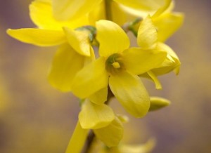 fiore giallo di forsizia