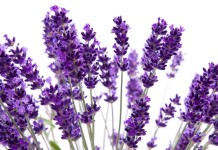 fiori di lavanda