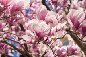 fioritura di magnolia rosa
